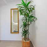 Olea Delux بيت ضيافة 3*